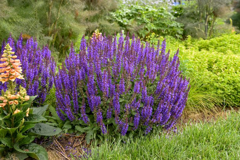 Salvia