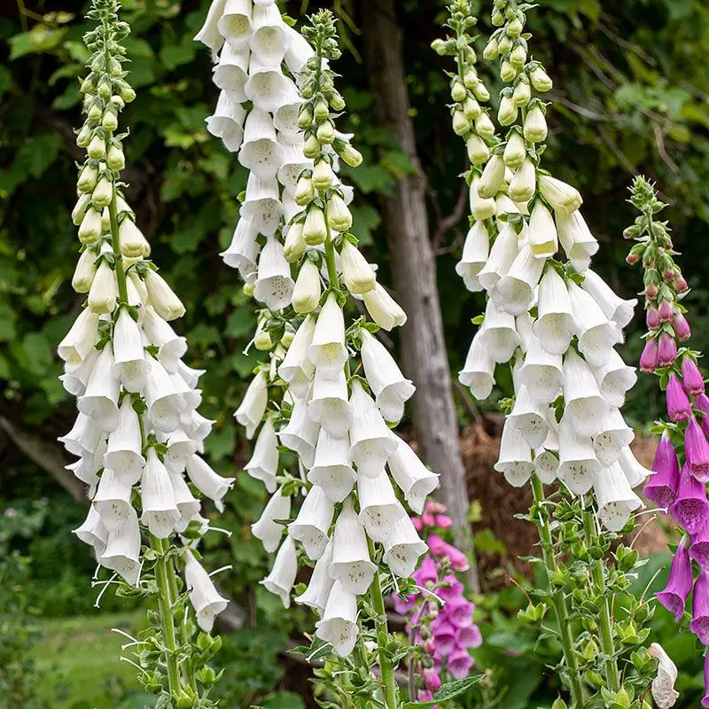 Foxglove