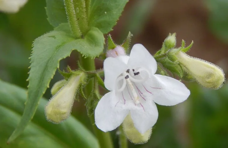 Foxglove Beardtongue