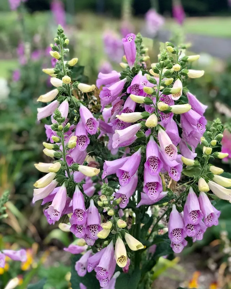 Foxglove (Digitalis purpurea)