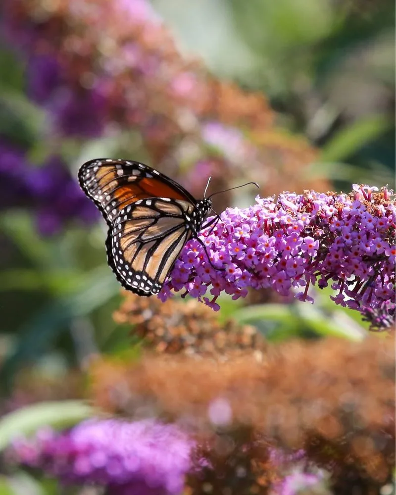 Attracting Pollinators