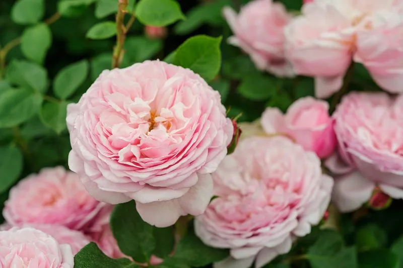 Fragrance