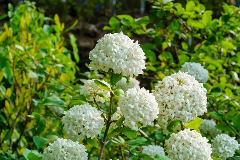 Fragrant Snowball