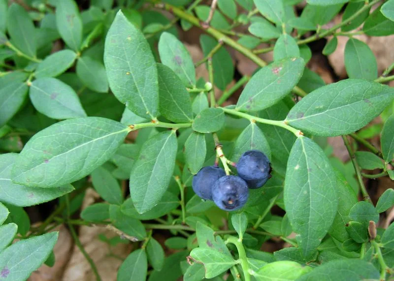 Blue Ridge Blueberry