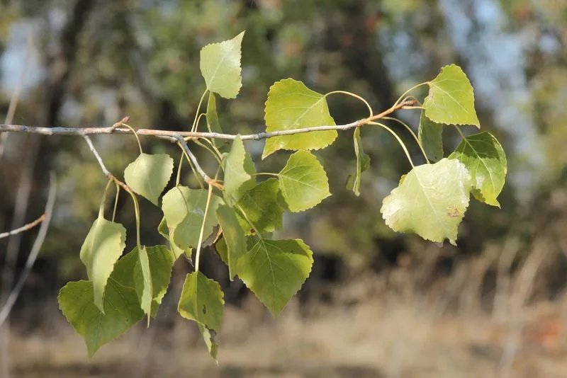 Fremont Cottonwood
