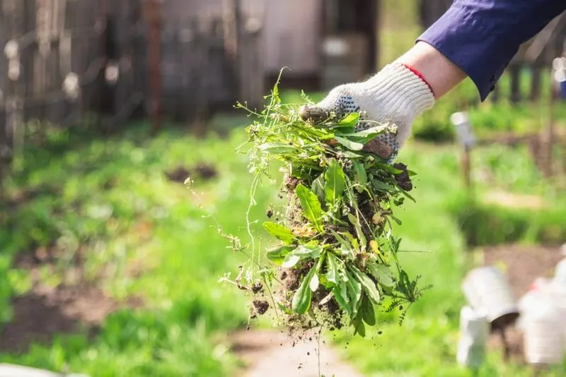 Weeding Obsessively