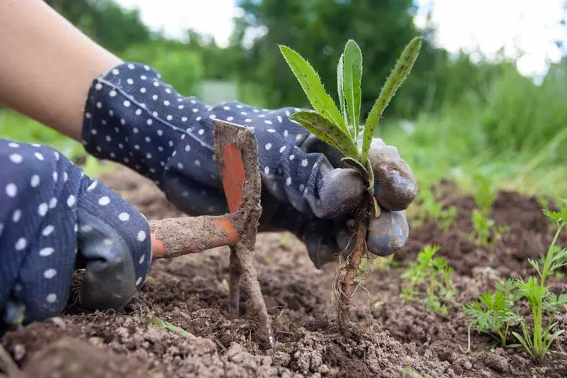 Constant Weeding
