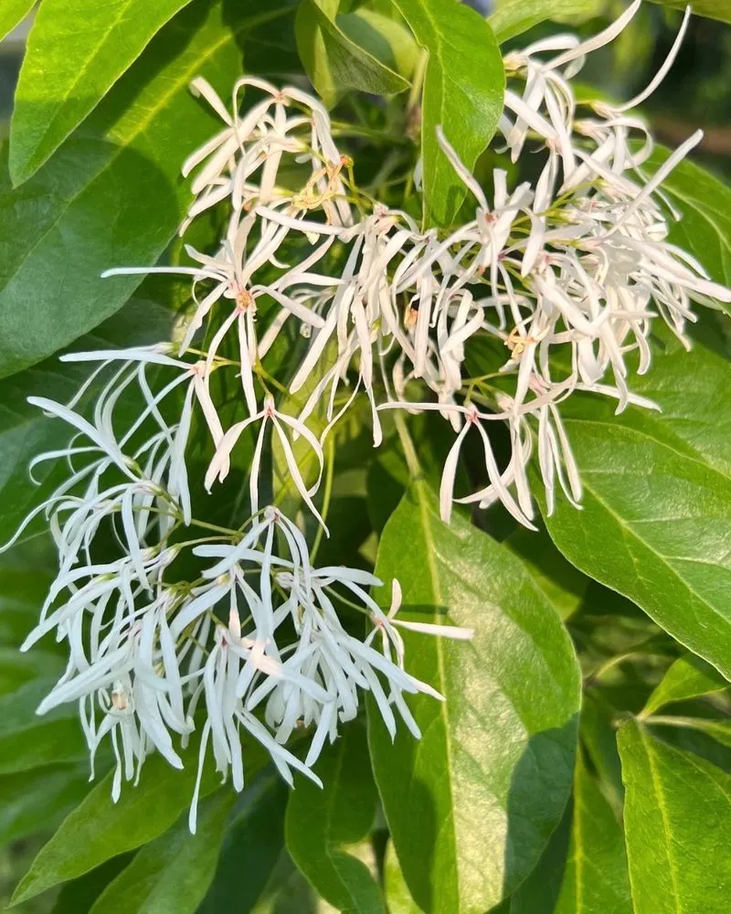 Fringe Tree