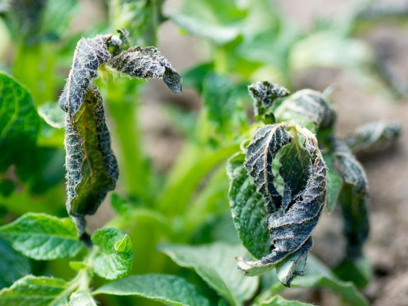 Frost-Damaged Crops