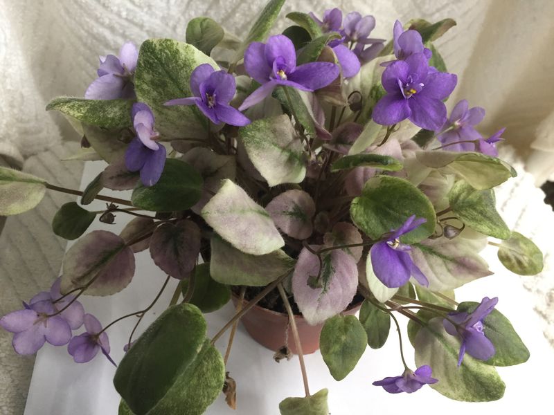 Ramblin' Amethyst