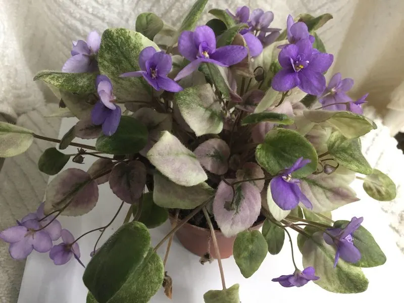 Ramblin' Amethyst