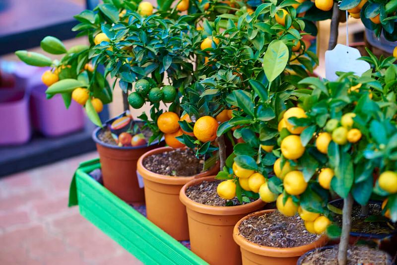 Fruit Trees