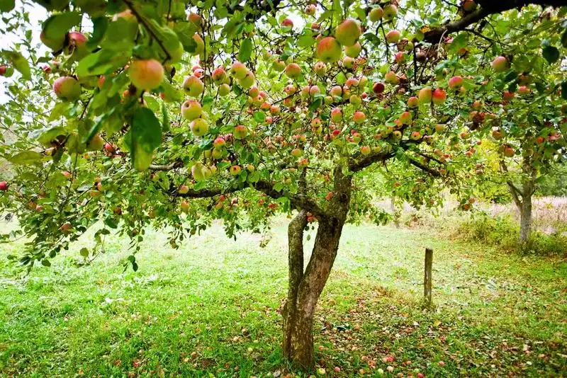 Fruit Trees