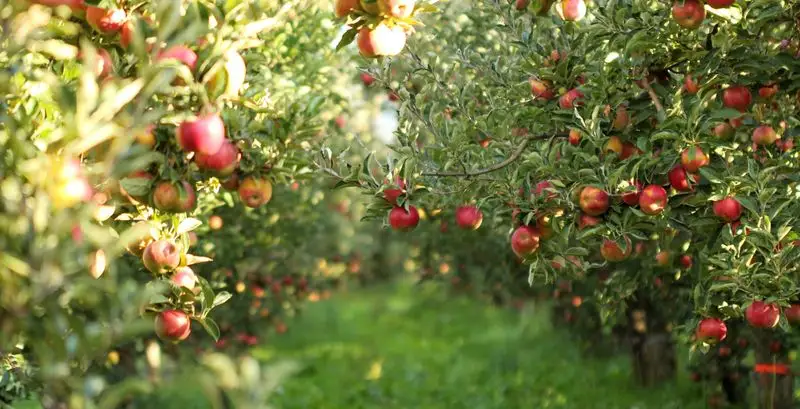 Fruit Trees