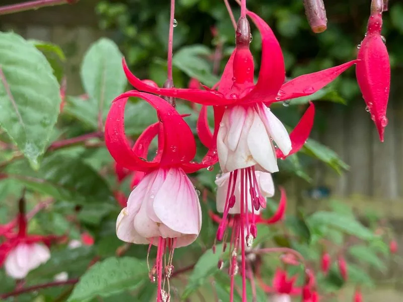 Fuchsia