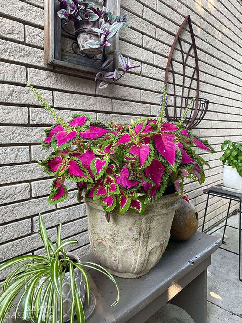 Fuchsia and Coleus