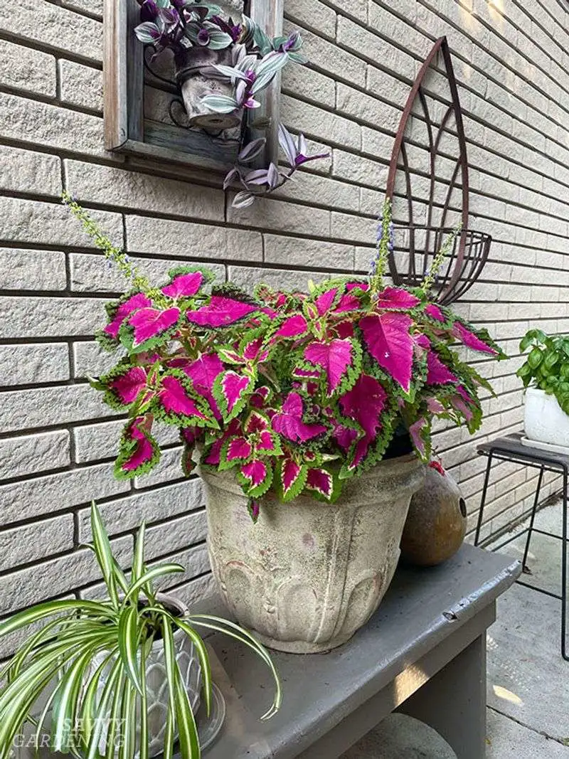 Fuchsia and Coleus