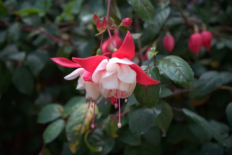 Fuchsia