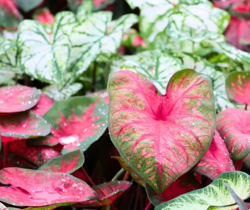 Caladiums