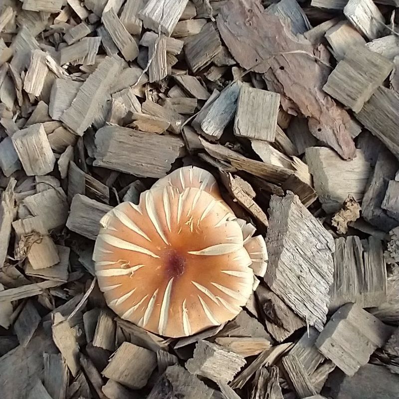 Fungal Growth