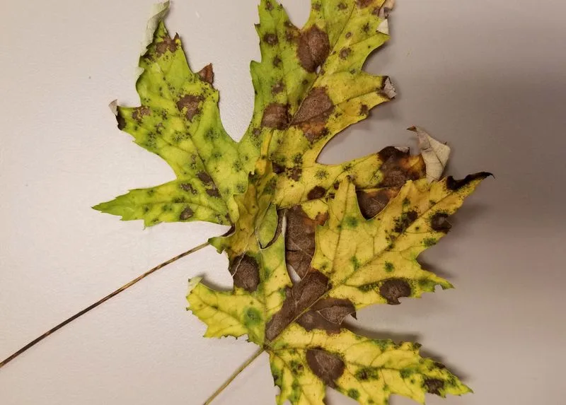 Fungal Leaf Scorch