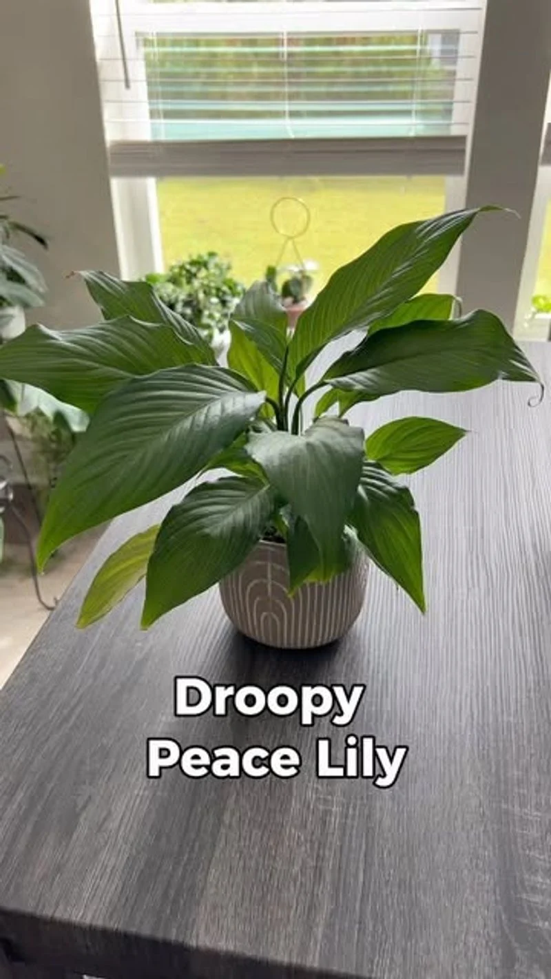 Drooping Stems