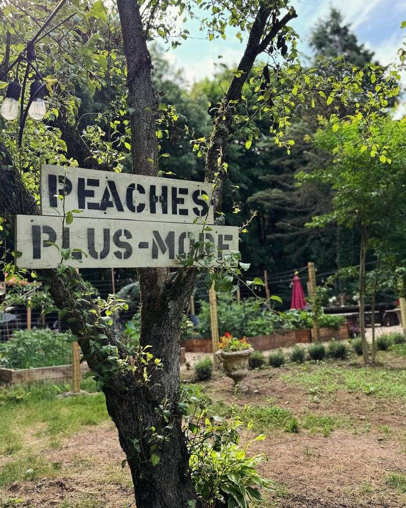 Funky Garden Signs