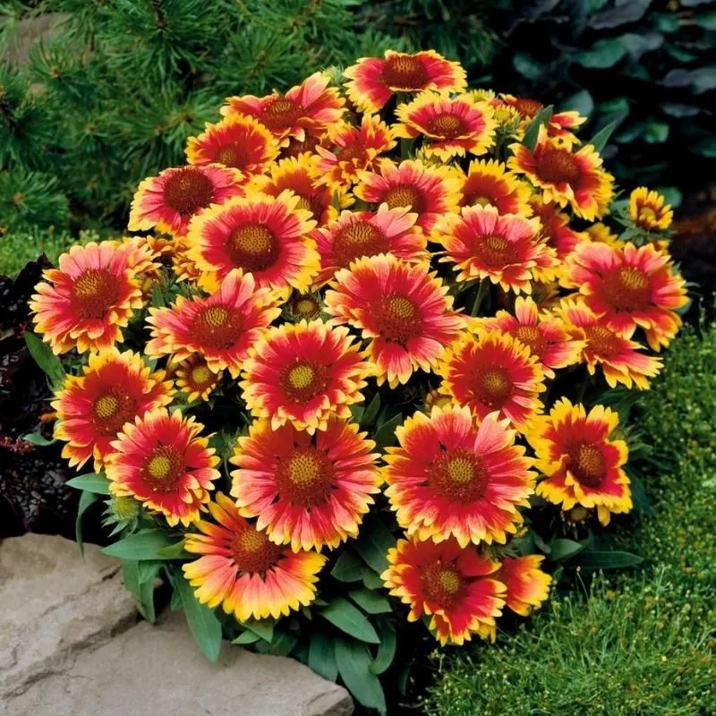Gaillardia