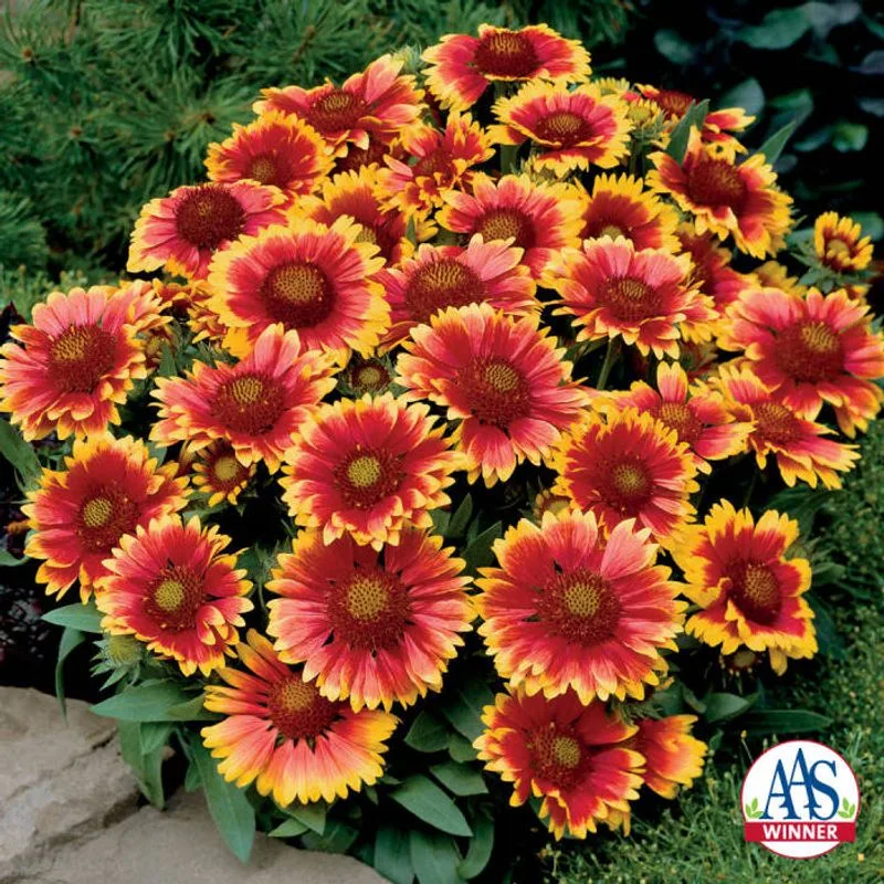 Gaillardia
