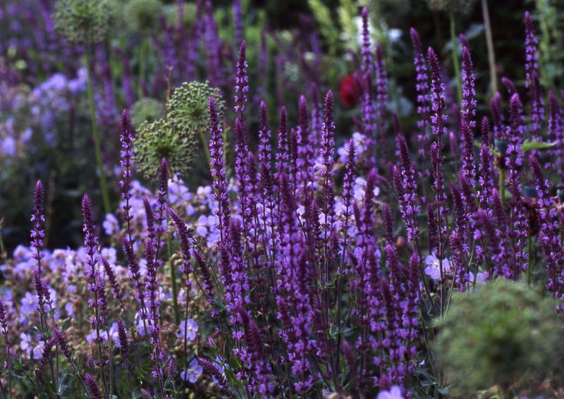Salvia