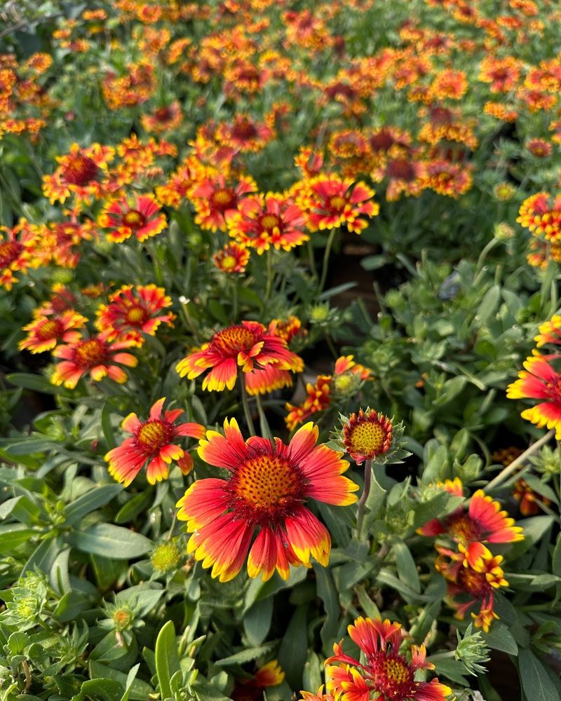 Gaillardia