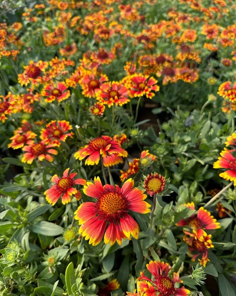 Gaillardia