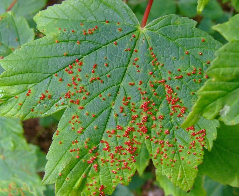 Gall Mites