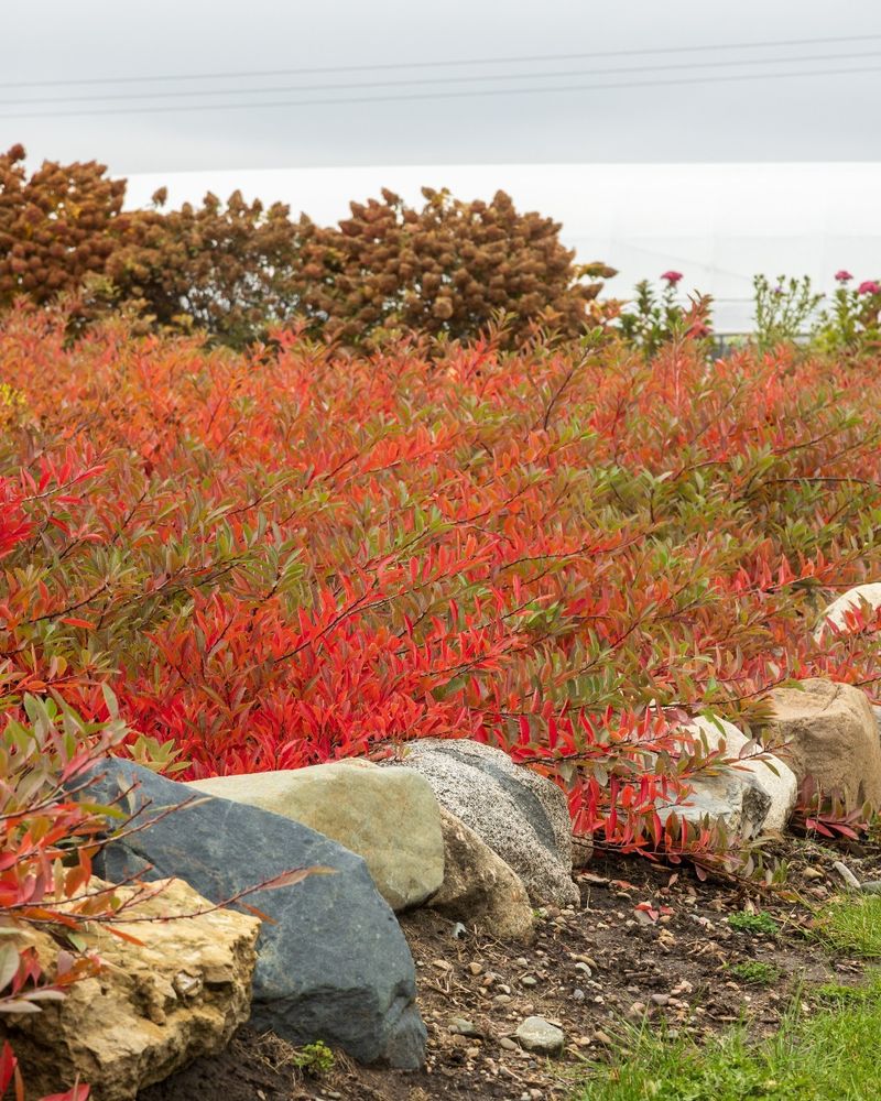 Western Sand Cherry