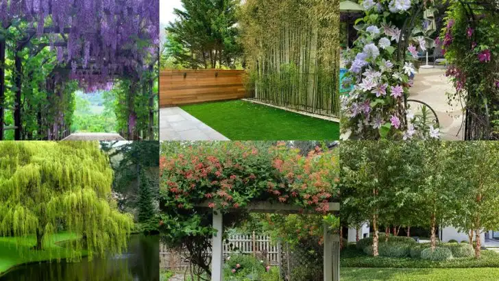 Garden Architecture Without Construction: 17 Plants That Naturally Create Rooms, Doorways and Ceilings