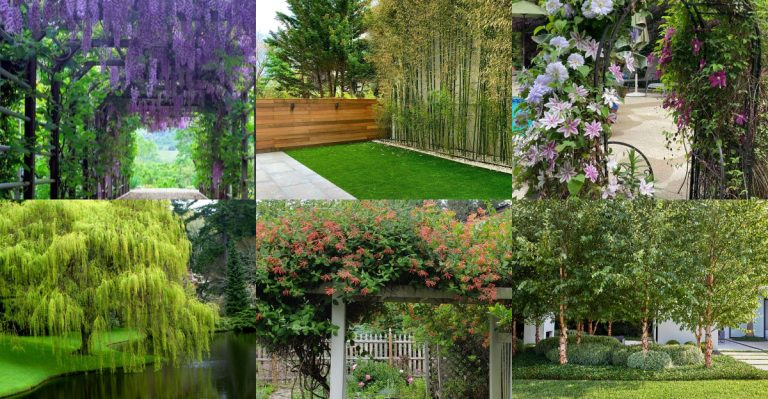 Garden Architecture Without Construction: 17 Plants That Naturally Create Rooms, Doorways and Ceilings