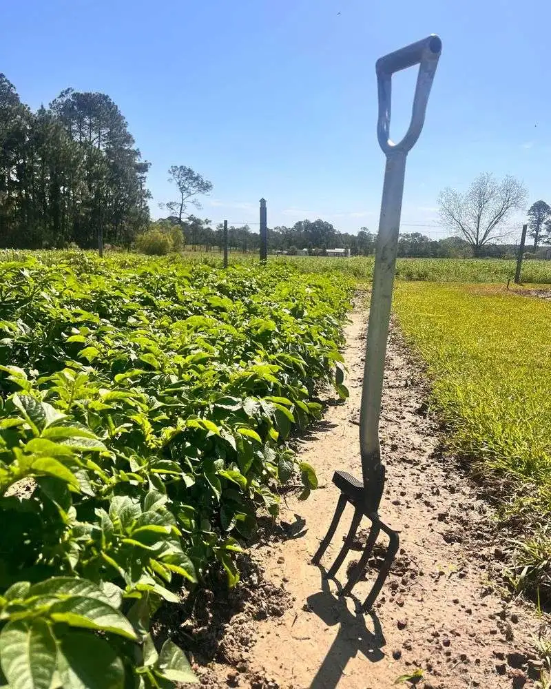 Garden Fork