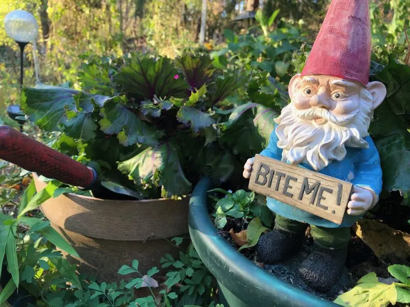 Garden Gnome (Not Needed)