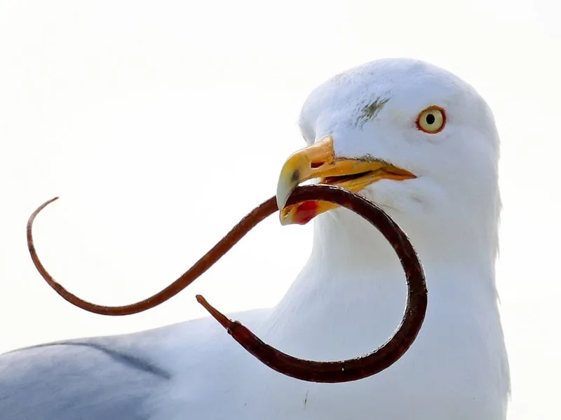 Garden Guardian Gull