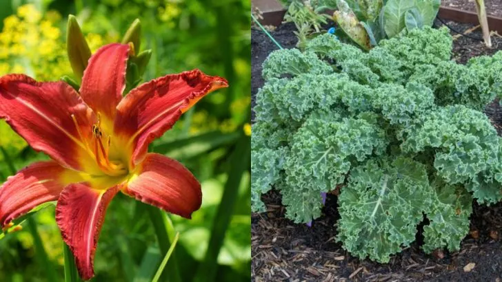 Garden Plants That Were First Discovered by Accident