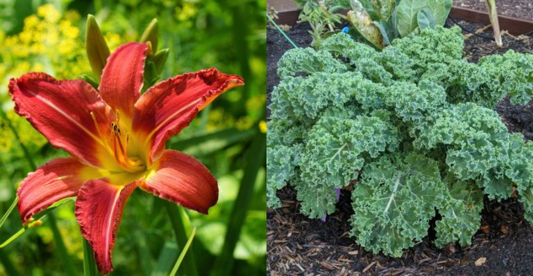 Garden Plants That Were First Discovered by Accident