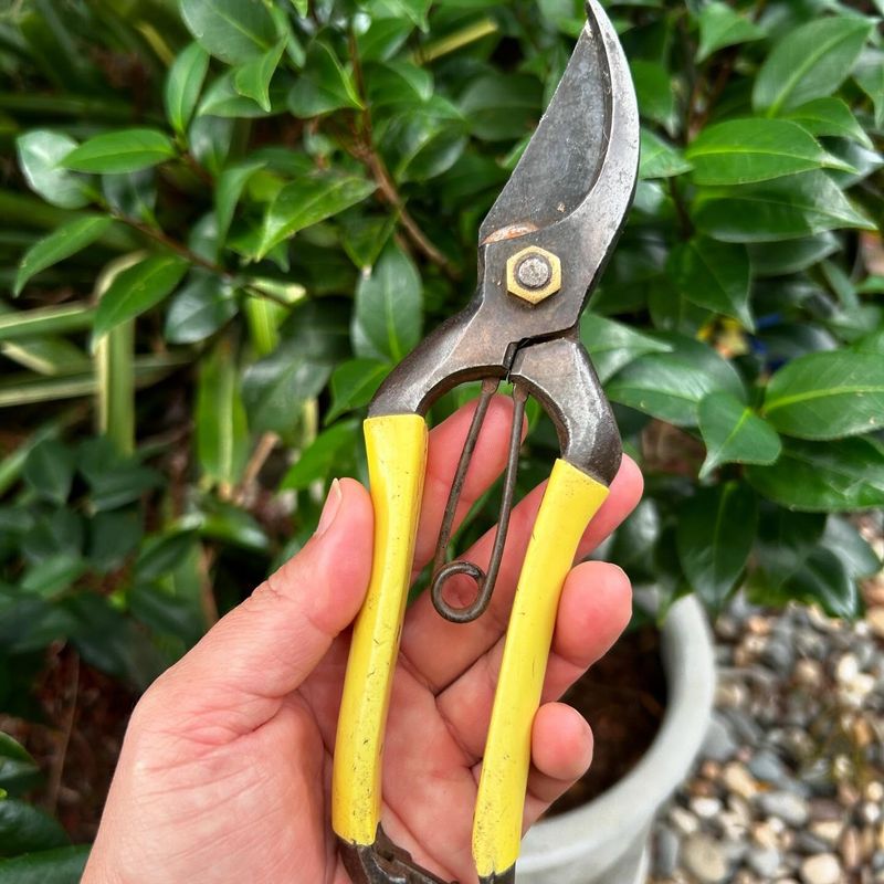 Garden Secateurs
