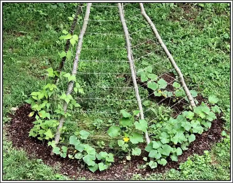 Garden Teepee