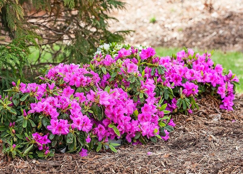 Azalea