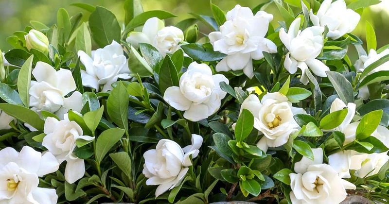 Gardenia (Avoid Pruning)