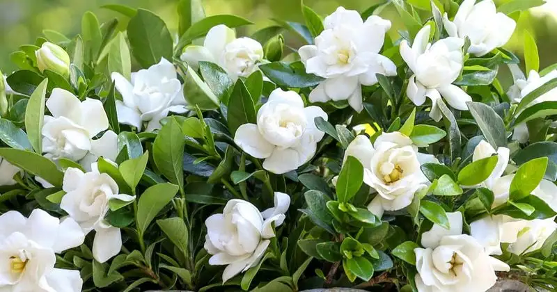 Gardenia (Avoid Pruning)