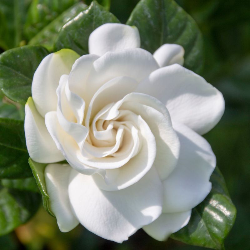 Gardenias