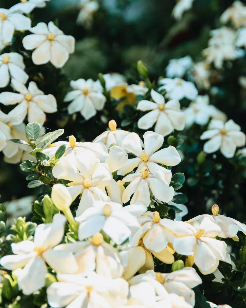 Gardenias