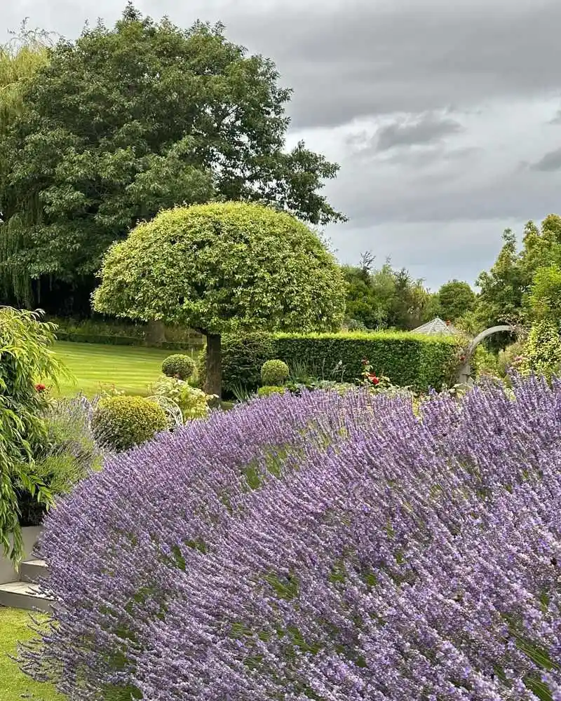 Gardening with Lavender