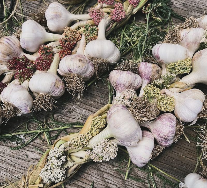 Garlic